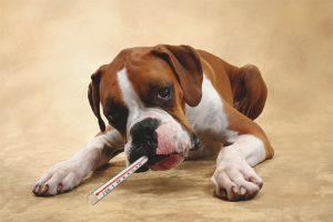  Как да се измери температурата на кучето