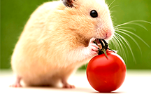  Какво да направите, ако хамстерът избяга от клетката