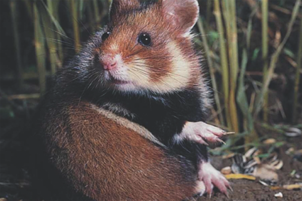 Снимка на въглехидратите