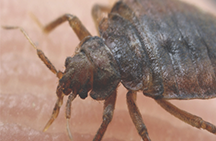  Как да се отървете от бълхи