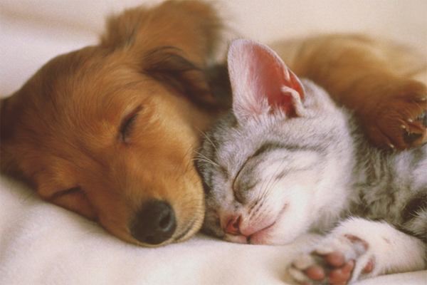 Възможно ли е да се храни с кучешка котешка храна