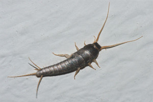  Как да се отървете от silverfish