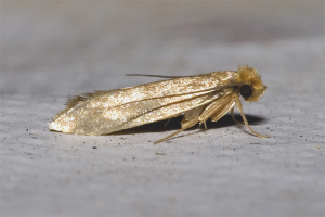  Как да се отървете от молци за храна