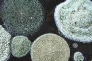  Как да се отървете от миризмата на мухъл