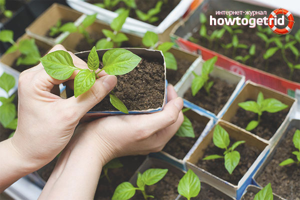 Капацитети за отглеждане на посадъчен материал от пипер