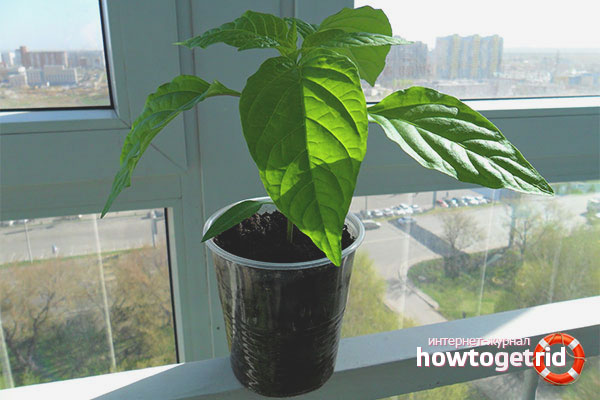 Идеални условия за разсад на пипер