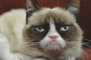  Как се измерва температурата на котката