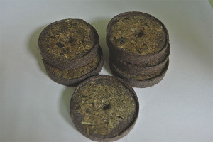  Как да отглеждаме посадъчен материал в торфени таблетки