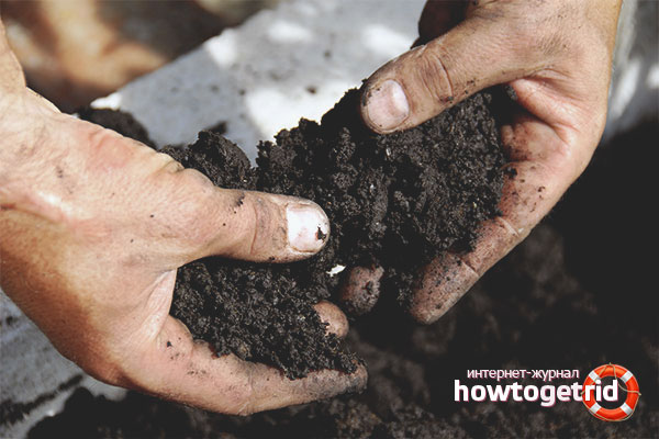 Редовни почвени рецепти за здрави посадъчен материал от пипер