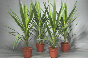  Как да се трансплантация Юка