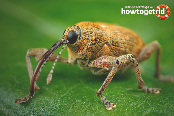 Какво да правим с грамаджиите в градината