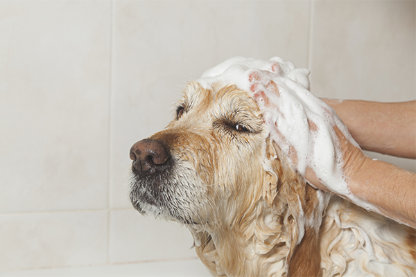 Как да се отървем от миризмата на кучета при кучета