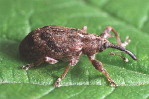  Как да се отървем от велур