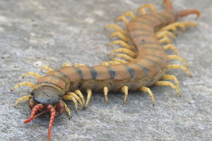  Как да се отървете от scolopendra