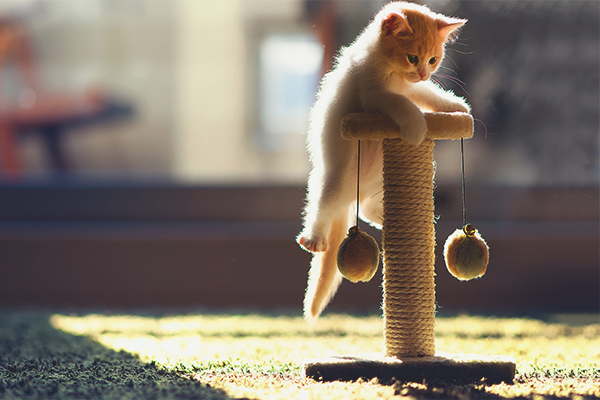 Как да учим коте, за да клещи