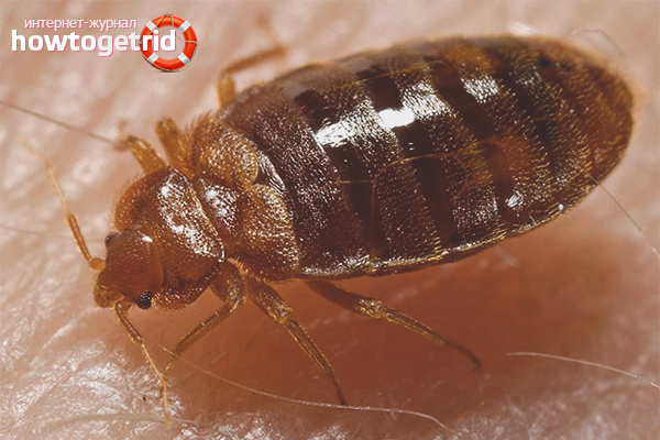 Народни средства за защита срещу дървеници