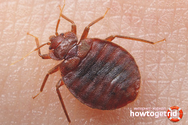 Бебешка бъг