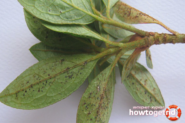 Азалейни болести