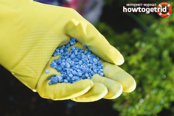 Какво да нахранят лалетата за по-добър растеж и буйни цъфтеж