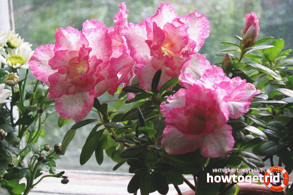 Азалиа цъфтят