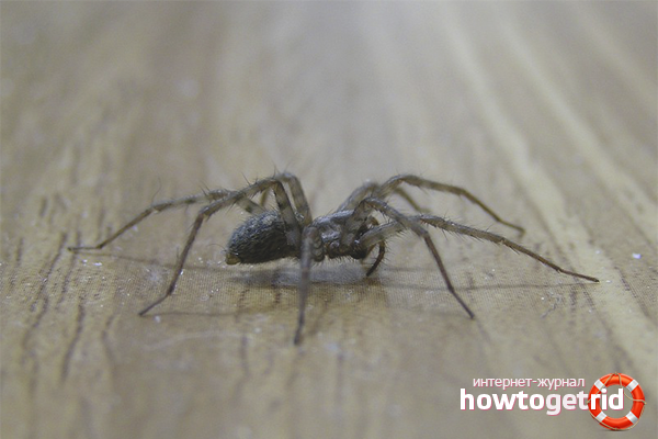 Как да се борим с паяците