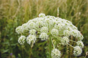  Как да се отървем от Hogweed