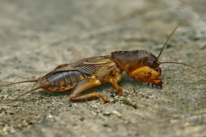  Как да се отървете от мечка