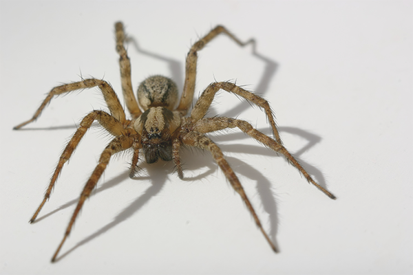 Как да се отървете от паяци