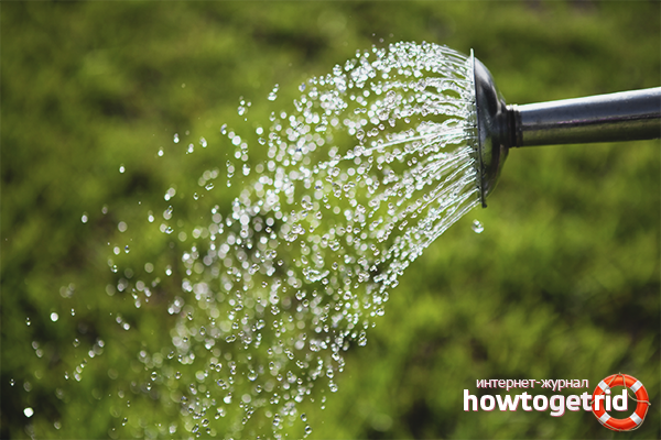 Как да напои азалията