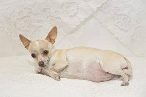  Как да се грижи за бременни кучета