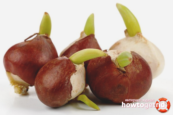 Как се прави лале с лалета