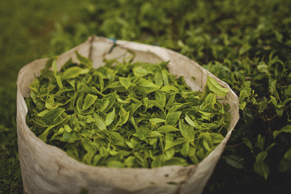 Как да расте чай