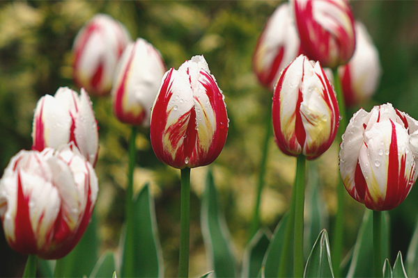 Как да растем лалетата