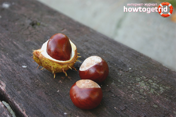 Паяк кестени