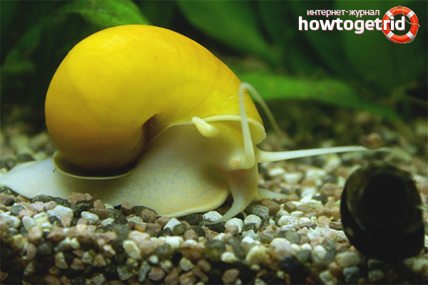 Ампула за охлюви