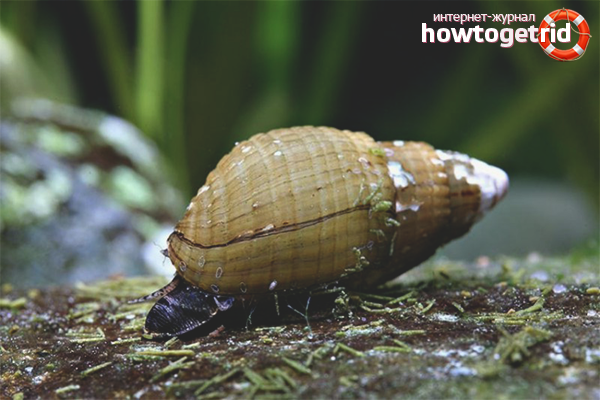 Охлюв мелания