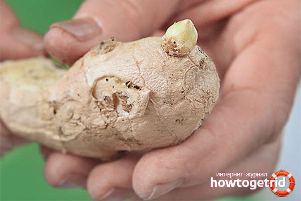 Джинджифил за засаждане