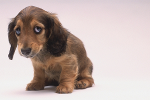  Как да накажеш куче