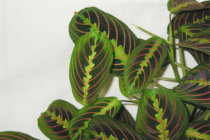  Как да се грижим за стрелите