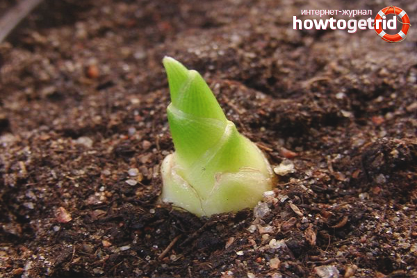 Технология за отглеждане на джинджифил