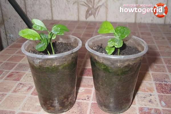 Грижа за цитрусови кълнове