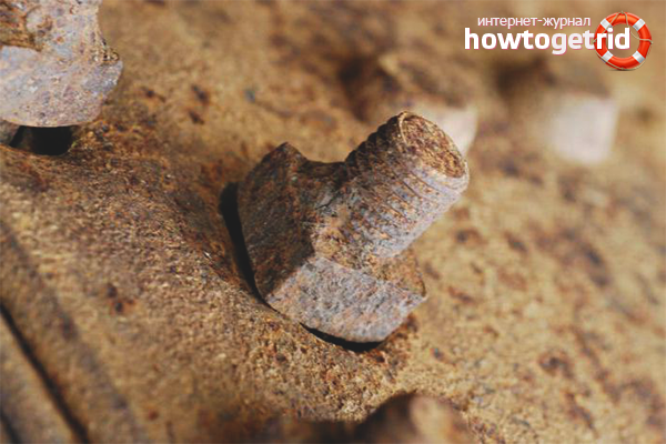 Изрусена ядка