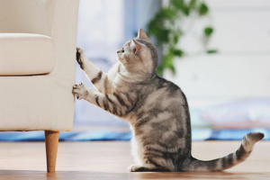  Как да отбиете котка, за да разкъсате тапети и мебели