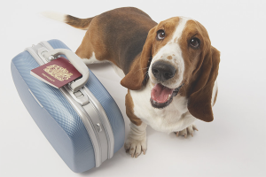  Как да транспортираме куче