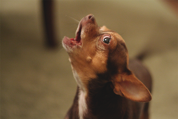 Как да отбиеш кученце, което кряскаш през нощта