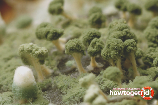 Как да се справите с мухъл