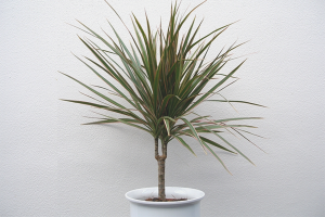  Как да се трансплантация dracaena