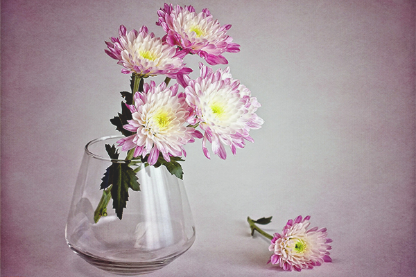 Как да запазим хризантемите във ваза по-дълго