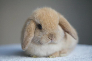  Как да се грижи за декоративни зайци