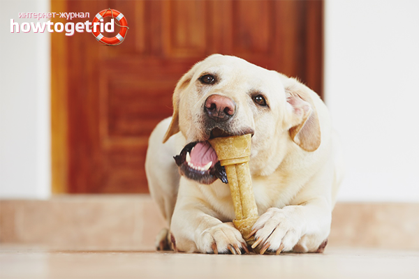 Как да замени четката зъби куче